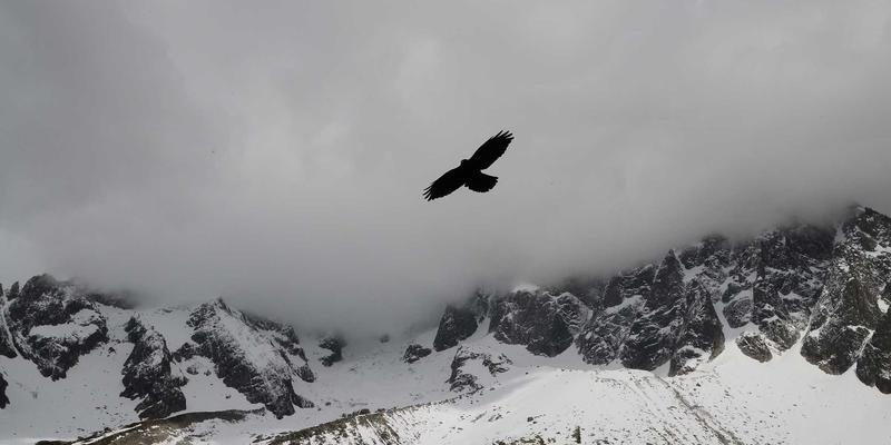 市场调研数据如何驱动营销策略：从数据收集到用户反馈的实战指南